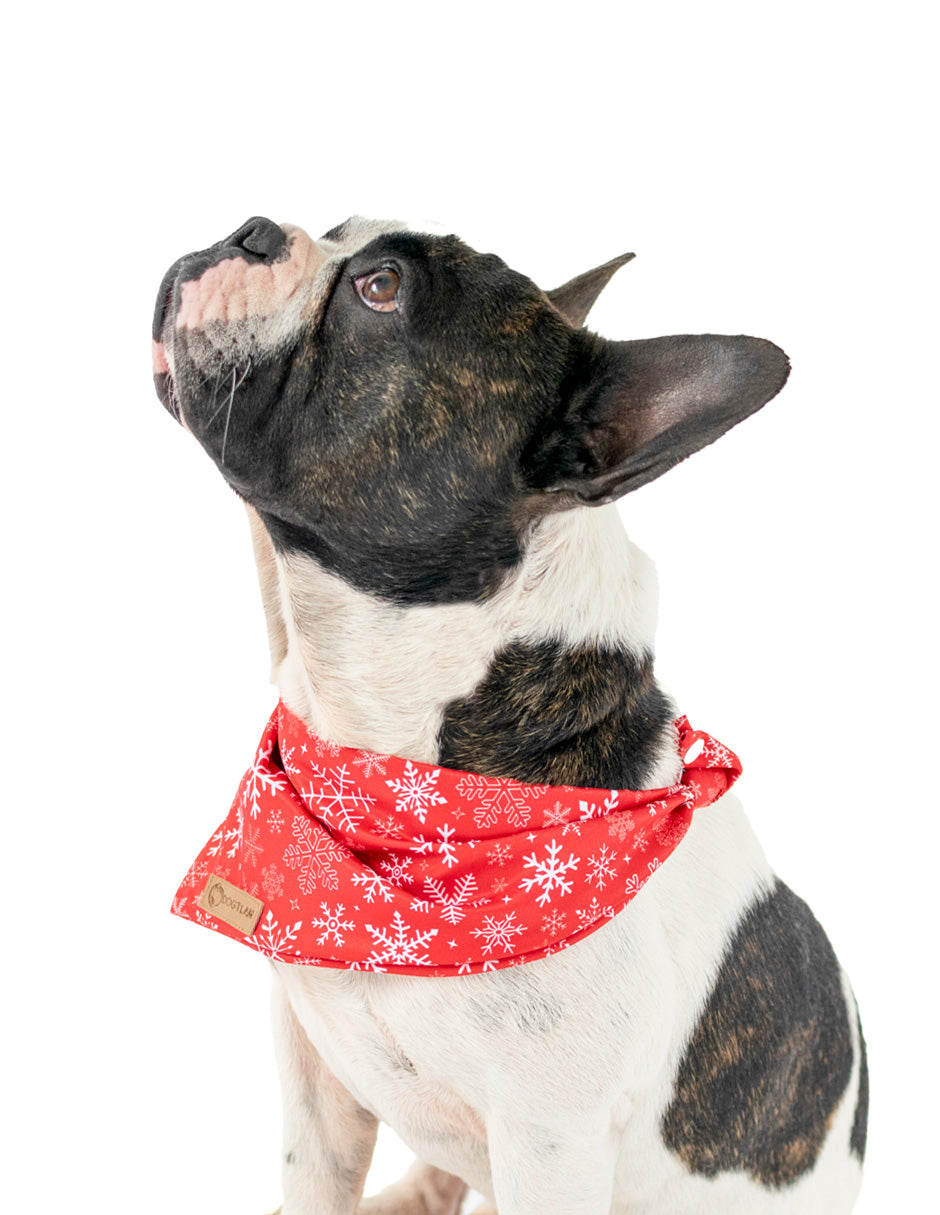 COPOS | Set Collar, Correa & Bandana