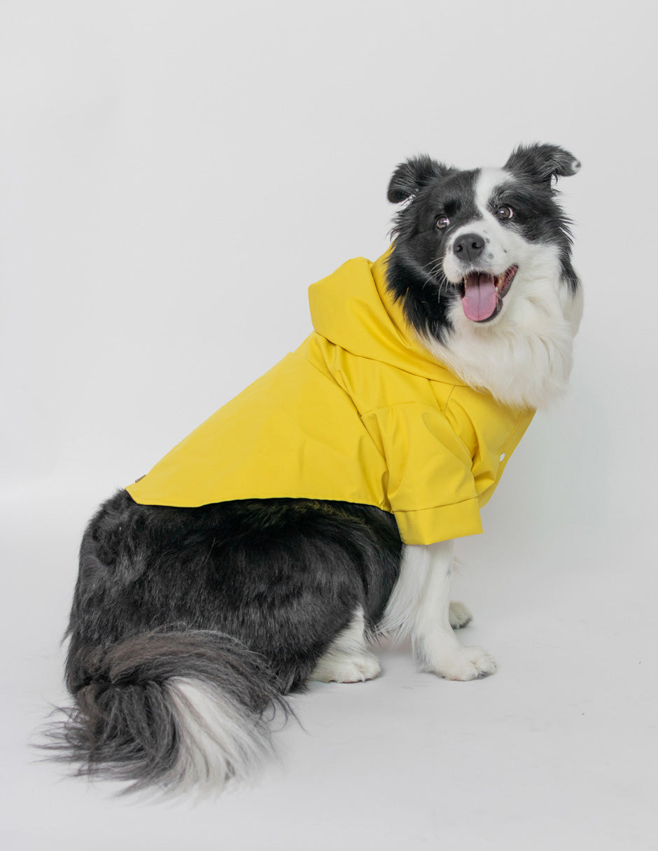 GOTITAS AMARILLO | IMPERMEABLE