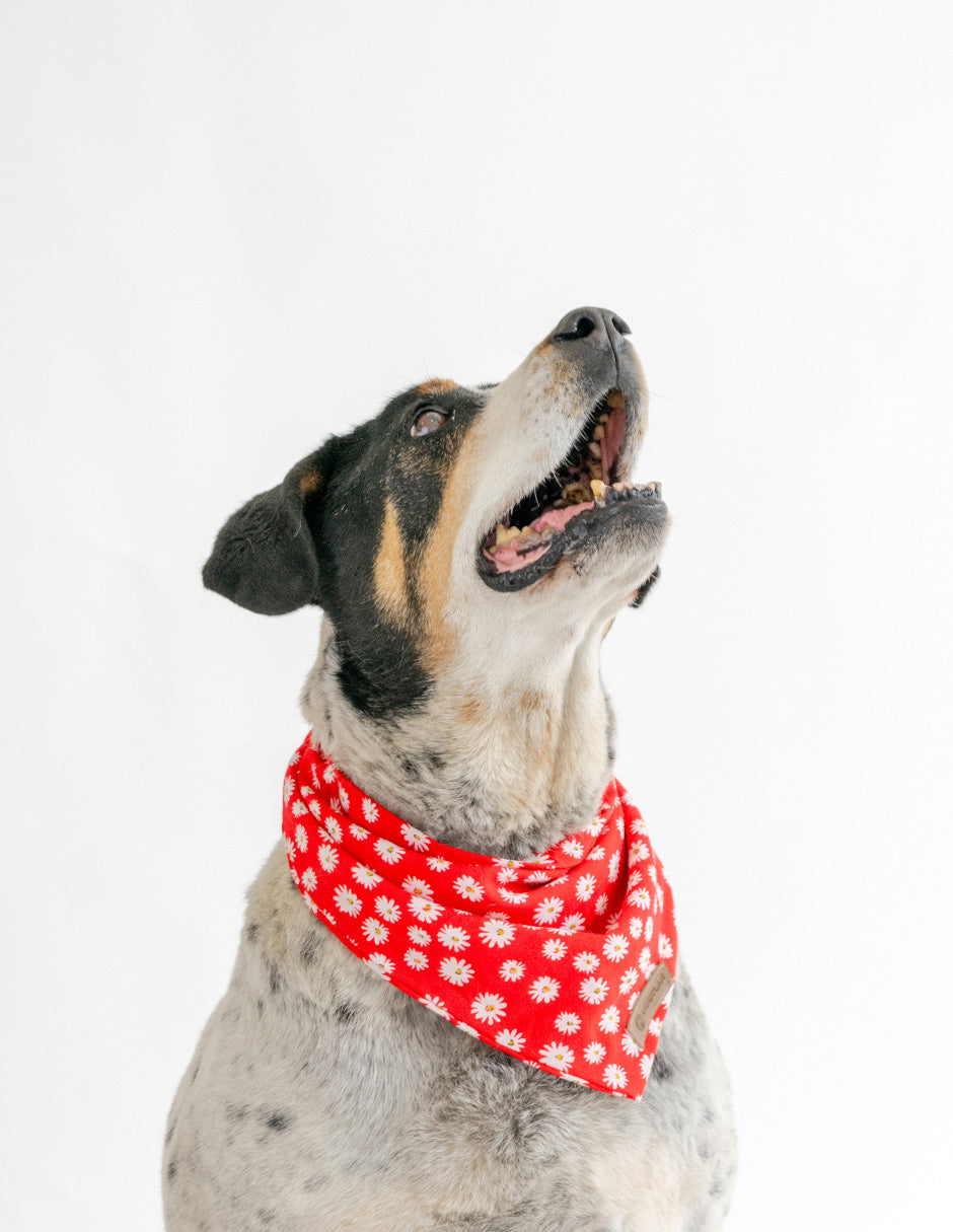 3 PACK RED VELVET | Bandana