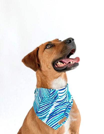 HOJA AZUL | Set Collar, Correa & Bandana