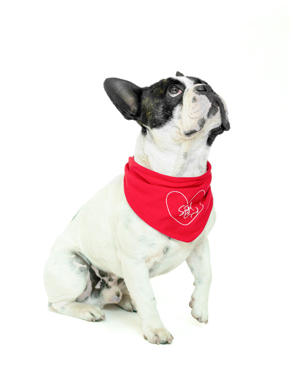 STUPID CUPID | Bandana