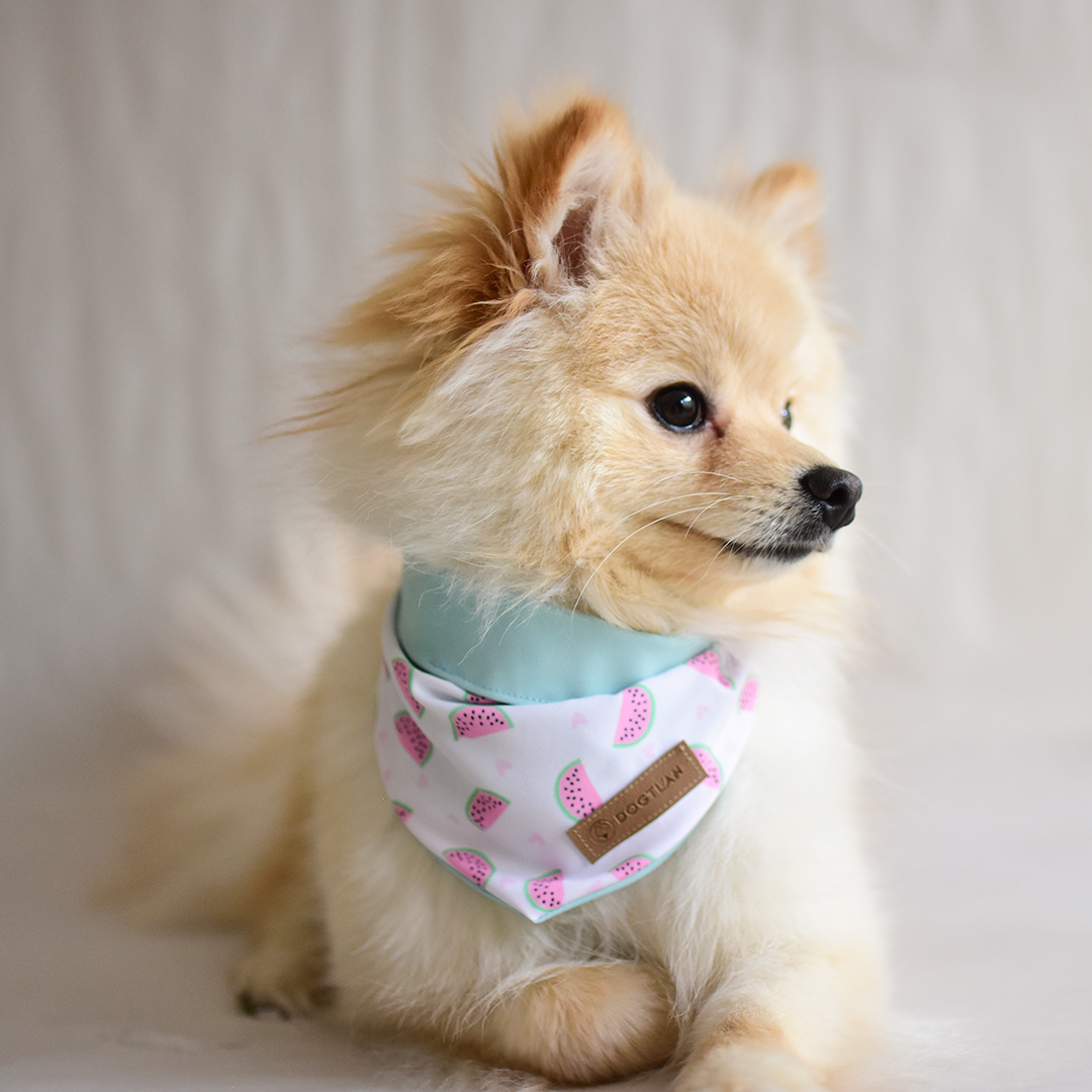 bandanas para perro, ropa para perro, ropa para perros, ropa para perra, ropa para perritos, ropa para perritas, ropa para perros pequeños, ropa para perros grandes, ropa para perros macho, ropa para perros hembra, ropa para perros chihuahua, ropa para mascotas, moda para perros, ropa para pomerania